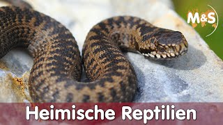 Heimische Reptilien  Welche Reptilien gibt es in Deutschland  ABCH [upl. by Dugaid]