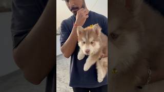 Mummy ko husky pasand aagya🥳😍🤩shorts minivlog vlog husky [upl. by Aile]