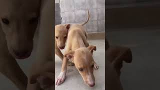 Four Podenco puppies rescued [upl. by Gradeigh]