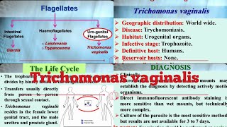 4 MEDICAL PARASITOLOGY Trichomonas vaginalis [upl. by Svirad]