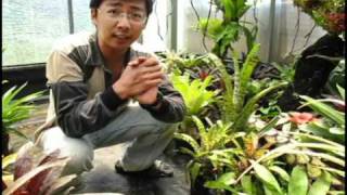 自由之森 Free Forest 蜻蜓鳳梨介紹bromeliadsAechmea introduction [upl. by Emelita]