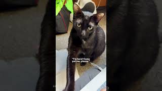 Cat Surrendered By Family Finds His Forever Home  The Dodo [upl. by Malaspina]