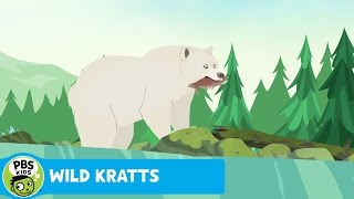 WILD KRATTS  Catching Salmon Like a Bear  PBS KIDS [upl. by Rust666]