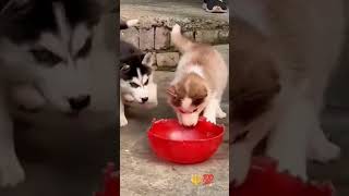 Wolly coat blue eyes husky puppy ava 9910789941 husky huskypuppy puppy rajlabradorkennel videos [upl. by Sirromed558]