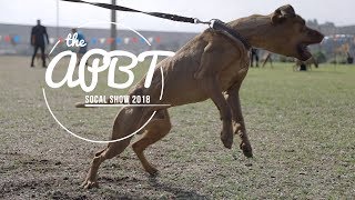 2018 ADBA AMERICAN PITBULL TERRIER SHOW [upl. by Tandy]