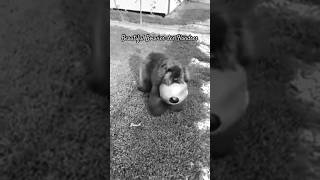 Beautiful Bouvier des Flandres From Farm Dog to Show Dog [upl. by Llecrep]