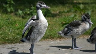 Orphaned Shelducks [upl. by Jackson]