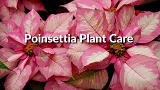 POINSETTIA PLANT CARE  Joy Us Garden [upl. by Rothwell]