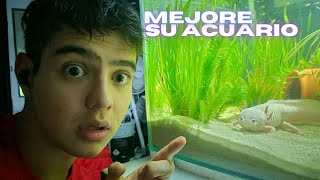 Como mejorar el acuario de un ajolote con lo más barato [upl. by Eniac]