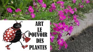 Tuto jardinage Aubrieta Cascade Red photos de fleurs et de plantes vivaces [upl. by Nyar272]