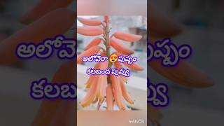 అందమైన పువ్వు అరుదైన పువ్వు అలోవెరా పువ్వు about alovera flower కలబంద flower గురించి [upl. by Haymes]