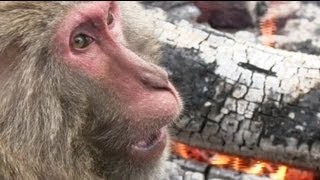 Monkeys play with fire in Japanese zoo [upl. by Rosemarie]