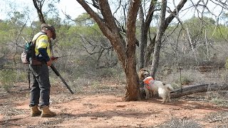 Sniffer dogs track feral cats in Western Queensland [upl. by Gairc]