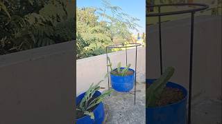 Repotting Dragon Fruit plants repotting dragonfruit dragonfruitgrowing shorts [upl. by Nalim]