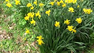 Daffodil Islands  Springtime in England [upl. by Nussbaum]