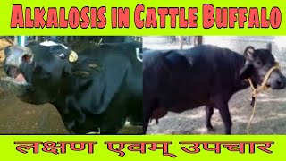 Alkalosis in Cattle Buffalo [upl. by Hanonew]