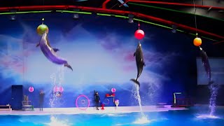 Best of the Dubai Dolphin Show [upl. by Thorndike]