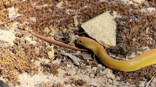 Aurora House Snake Lamprophis aurora burrowing through sand 20190209 [upl. by Anibur]