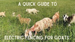 Quick guide to electric fencing for goats  Using electric fencing for goats [upl. by Behlke]