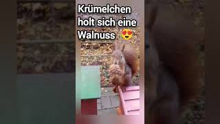 Krümelchen holt sich eine Walnuss cuteanimals squirrel [upl. by Debee755]