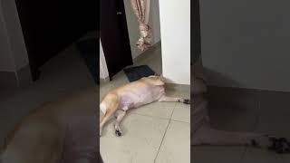 Monday morning yogasana 🧘 TDTF vlogs  funny dog Videos  subscribe [upl. by Myrle]