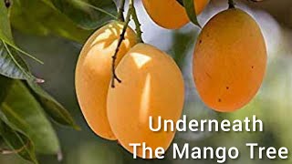 Underneath the Mango Tree  Cibelle [upl. by Skoorb]