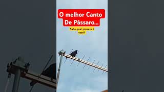 Pássaro preto Cantando aves [upl. by Eenwat]