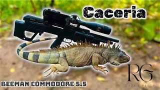 Caceria de IGUANA 🦎 con PCP  Revisamos los ESPIADEROS y Pusimos CAMARA trampa 🦌📹 [upl. by Ardnas]