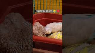 Shifted them to a safe place❤️😀 Naya ghar 😄😀 shortvideos viral budgies trending shorts pets [upl. by Eseilenna]