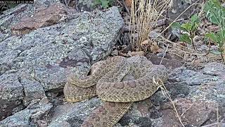 The male rattlesnake is quotNever Never Gonna Give Upquot [upl. by Limber781]