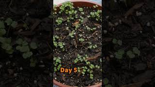 Growing Arugula from Seed to Harvest in small container [upl. by Nauqel]