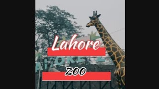 Lahore zooWildlife park in lahore lahore lahorezoo wildlife [upl. by Dixie]