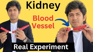 Real Experiment with Blood vessel of Kidneys  Nephron  Ultra filtration or Glomerular filtration [upl. by Ellecram]