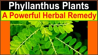 Health benefits of Phyllanthus plants Chanca piedra Bhumi Amla [upl. by Northrop]