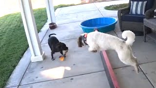 Epic Playdate Staffy vs Bernedoodle Toy Battle [upl. by Llechtim]