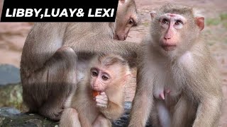 Motherly Love and Sisterly Bond A Monkey Tale [upl. by Arihaz]