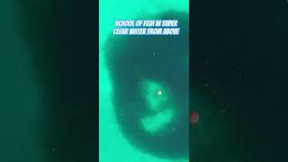 Huge school of fish in super clear water from above drone fish ocean overlanding beachcamping [upl. by Isidora121]