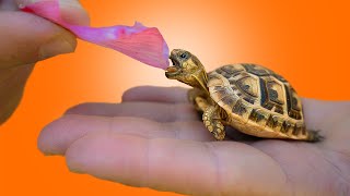 Basic Set Up For Starting Baby Tortoises Crucial Information For Best Care [upl. by Bently]