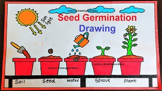 seed germination drawing easy to make step by step  science drawing academy [upl. by Ttirrej]