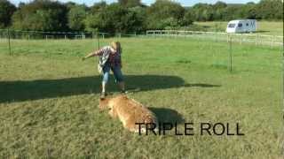 Alpaca performs single double and triple rolls on cue [upl. by Arted]