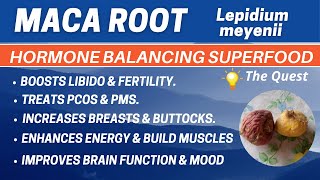 Maca root  Lepidium meyenii  Peruvian Ginseng  Health benefits  Dose Precautions [upl. by Eelyrehc]