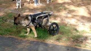 What Degenerative Myelopathy looks like Gretawmv [upl. by Desiree625]