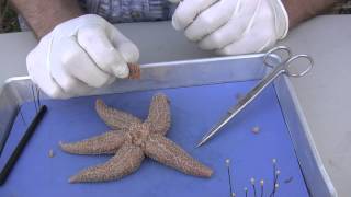 Starfish Dissection [upl. by Gal]