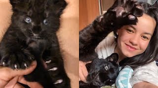 Eng Subs Panther Luna from a kitten to a graceful leopard🐆 [upl. by Randa]