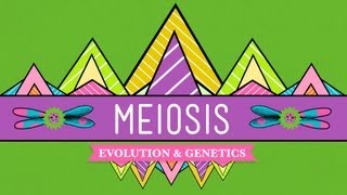 Meiosis Where the Sex Starts  Crash Course Biology 13 [upl. by Ahsinaw]