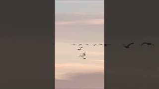 Trumpeters arriving to Skagit Valley nature [upl. by Ellertnom]