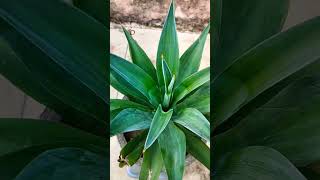 Foxtail Agave plant 🌵garden plants nature shorts [upl. by Ahsatan410]