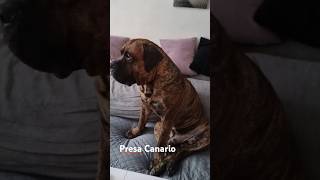 Presa Canario presacanario dog doglife [upl. by Malik368]