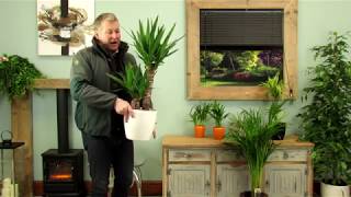 Yucca Elephantipes Product Review [upl. by Wordoow626]