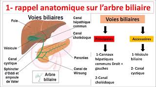 GASTROENTEROLOGIE  anatomie de larbre biliaire [upl. by Filide297]